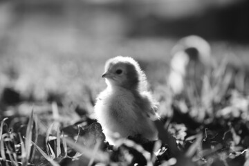 Chick close up in grass on farm.