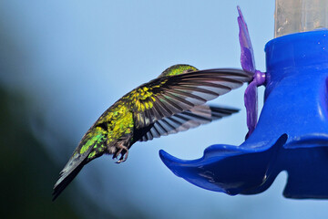 Colibrí esmeralda © Maelia Rouch