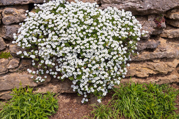 Globe Candytuft flowers growing on rock wall