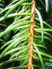 close up of needles