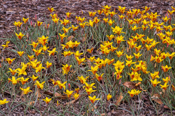 Yellow rain lilies in a field