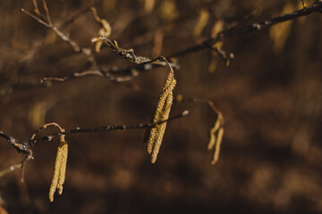 birch branch with buds earrings. spring awakening of nature. Spring allergy concept.