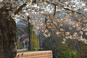 frühling auf der roseninsel in bad kreuznach