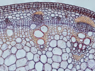 plant stem (dahlia stem) cross section under the microscope showing epidermis, bascular bundles...