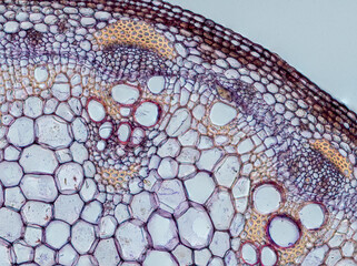 plant stem (dahlia stem) cross section under the microscope showing epidermis, bascular bundles (phloem and xylem) cortex and pith - optical microscope x200 magnification - obrazy, fototapety, plakaty
