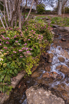 Lenten Rose bushes alongside stream