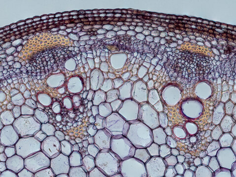 plant stem (dahlia stem) cross section under the microscope showing epidermis, bascular bundles (phloem and xylem) cortex and pith - optical microscope x200 magnification