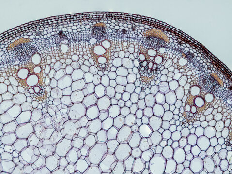 plant stem (dahlia stem) cross section under the microscope showing epidermis, bascular bundles (phloem and xylem) cortex and pith - optical microscope x100 magnification