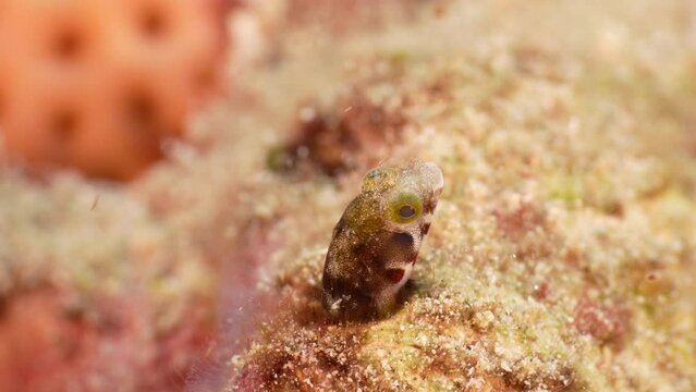4K 120 fps Super Slow Motion Close Up with Secretary Blenny in the coral reef of the Caribbean Sea, Curacao