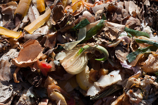 Food waste in compost pit on private garden. Rotting organic waste for compost. Outdoor. Top view. Close-up