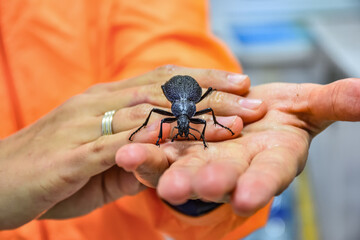 purple ground beetle closeup, beetle on hands