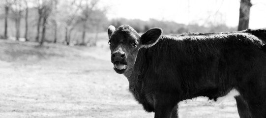 Funny calf face mooing in black and white.