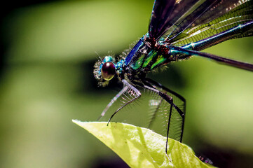Ebony jewelwing standing on a leaf.