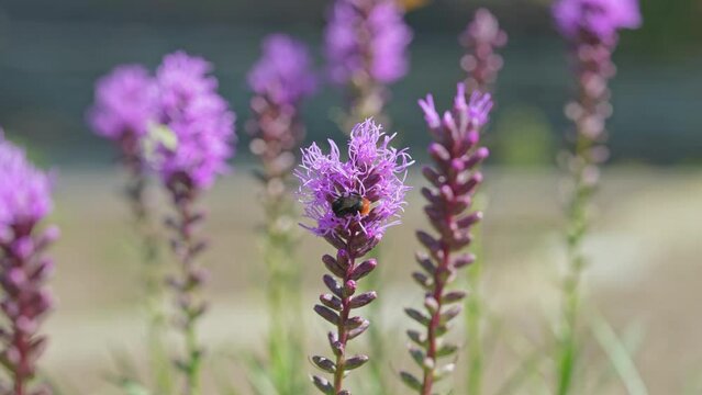 Butterflies and bees on meadow flowers swaying beautifully in the wind. pollination of plants. Summer sunny day. Slow motion 4k