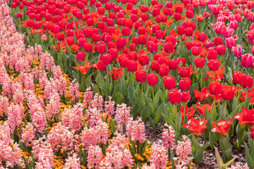 Pink hyacinths and red tulips field