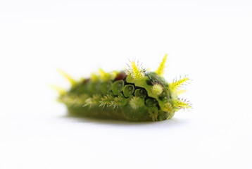 Fototapeta premium A spiny oak caterpllar