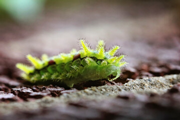 A spiny oak caterpllar
