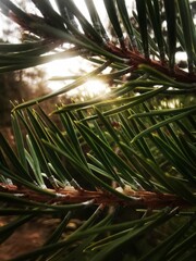 christmas tree branches