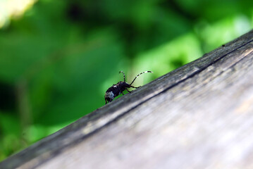 Ant on a leaf macro
