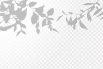 Realistic shadow of tropical leaves or branches on transparent checkered background. The effect of overlaying shadows. Natural light layout.
