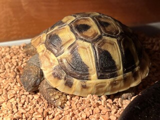 turtle on the rock
