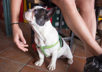 Small sized dog sitting on the ground with a green harness looking at his owner while a hand...
