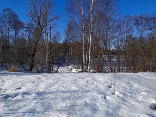 snow covered trees