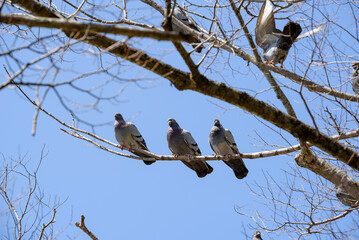 Flock of pigeons on the tree
