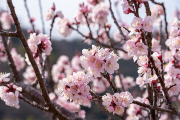 Pink apricot flowers, Armenian plum
