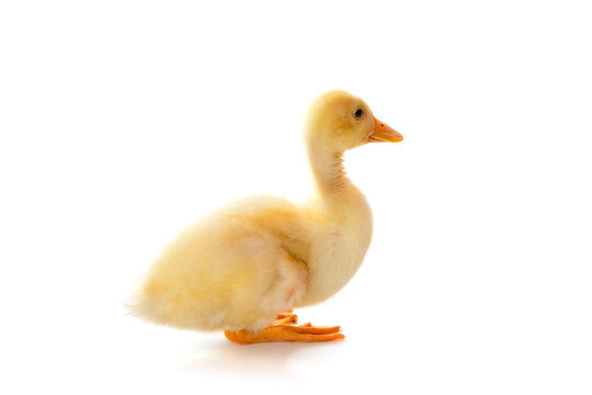 Baby Duckling is Sitting Against Isolated White Background