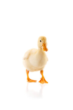 Duckling is Walking On Isolated White Background
