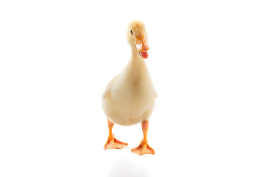 Cute Duckling is Walking On Isolated White Background