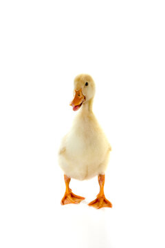 Duckling is Looking Around On Isolated White Background
