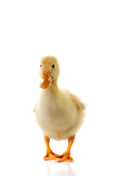 Cute Duckling is Posing and Walking On Isolated White Background