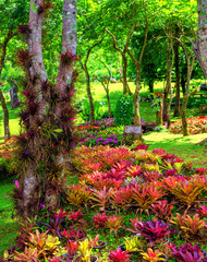 Bromeliad garden in Mae Fah Luang Flower Garden In Doi Tung Chiangrai Thailand	