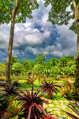 Fototapeta na wymiar Bromeliad garden in Mae Fah Luang Flower Garden In Doi Tung Chiangrai Thailand 