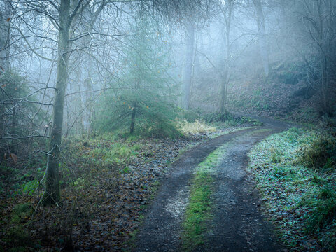 Path In The Woods