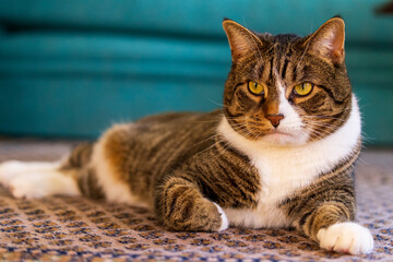 Cute cat posing on patterned rug in front of teal background