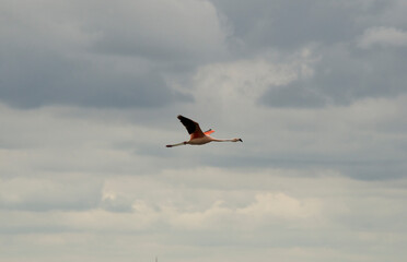 flamingo flying high, huge pink bird spreading its wings