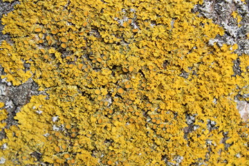 Bright yellow lichen on the tree background closeup 