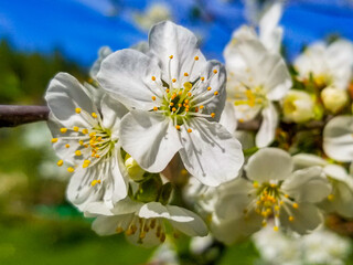 apple blossom white flowers and blue sky spring background