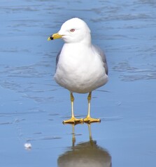 Seagull on ice