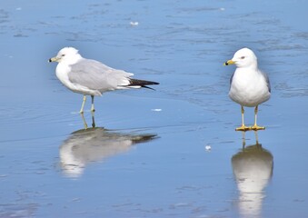 Seagull on ice