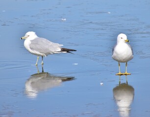 Seagull on ice