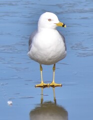 Seagull on ice