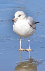 Seagull on ice