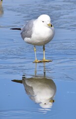 Seagull on ice