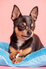 Chihuahua dog tricolor on a pink background. Pet, animal. The dog eats a bone.