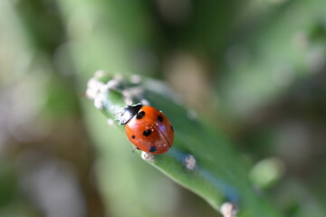 coccinelle