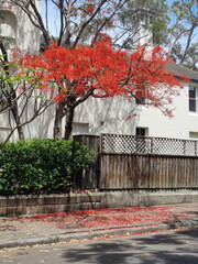 Red tree flowers blossom road leaves